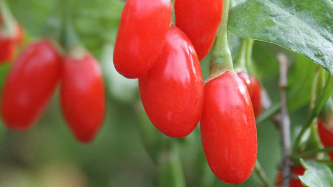 Goji